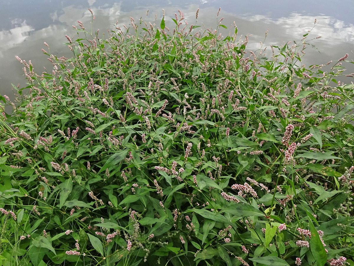 Perzikkruid (Persicaria maculosa)
