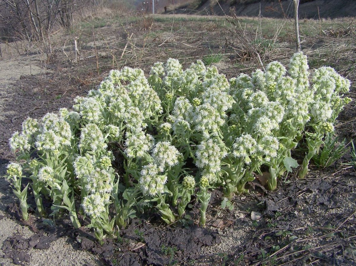Wit hoefblad (Petasites albus)
