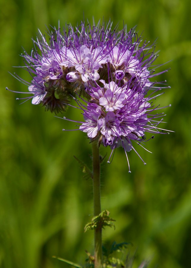 Phacelia (Phacelia tanacetifolia)
