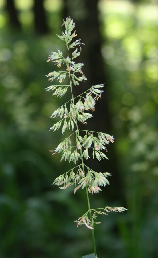 Rietgras (Phalaris arundinacea)