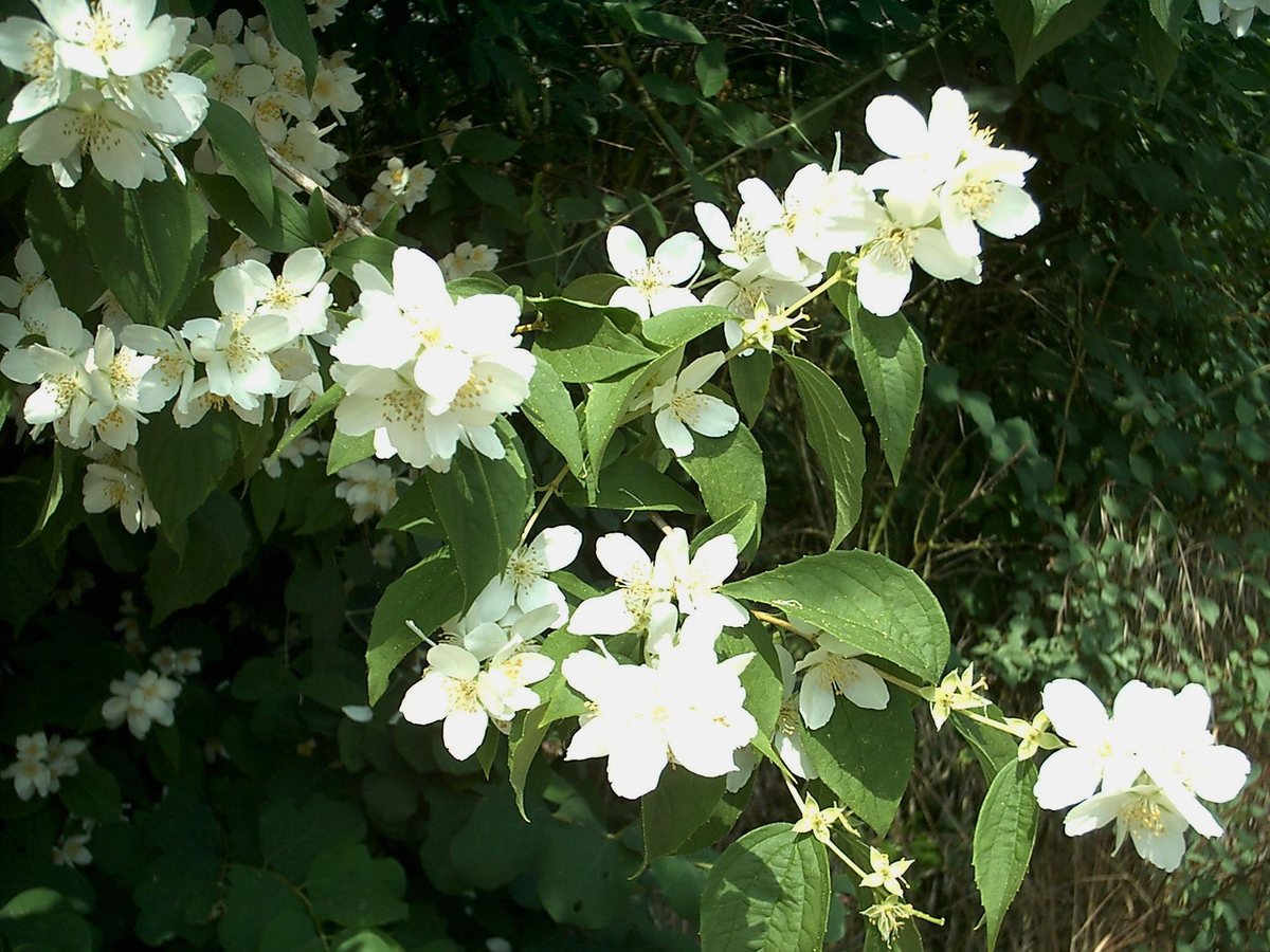 Welriekende jasmijn / Boernjasmijn (Philadelphus coronarius)