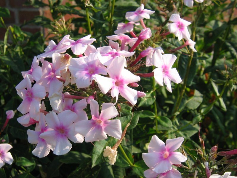Vlambloem (Phlox paniculata)