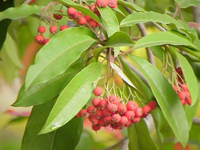 Glansmispel (Photinia davidiana)