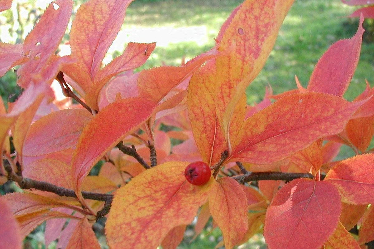 Glansmispel (Photinia villosa)