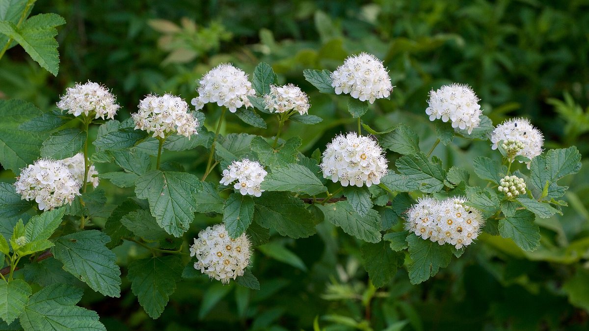 Blaasspirea (Physocarpus opulifolius)