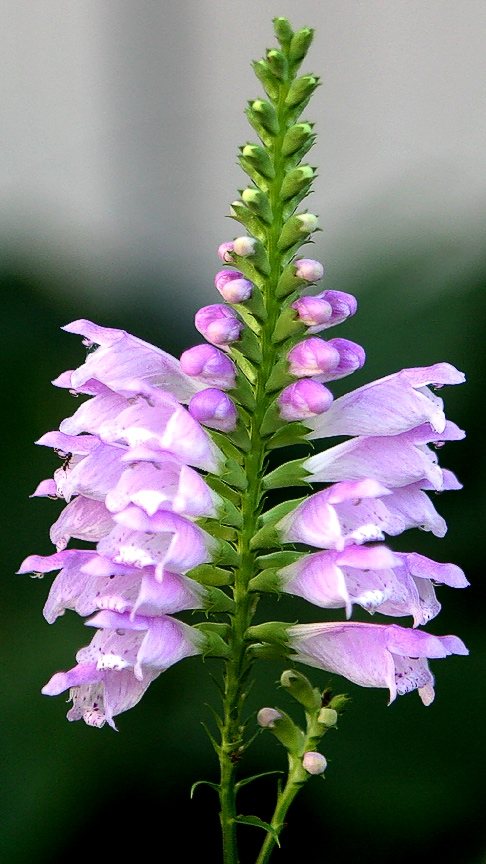 Scharnierbloem (Physostegia virginiana)