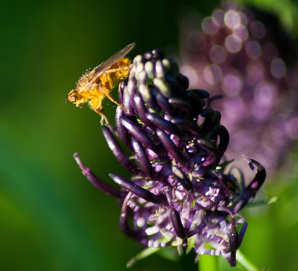 Zwarte rapunzel (Phyteuma spicatum ssp.nigrum)