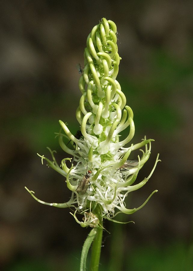 Witte rapunzel (Phyteuma spicatum ssp.spicatum)