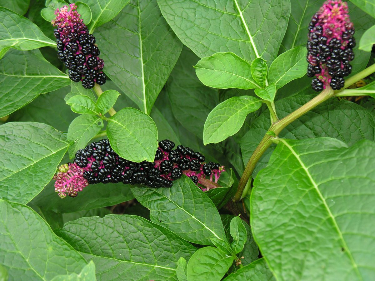 Oosterse karmozijnbes (Phytolacca esculenta)