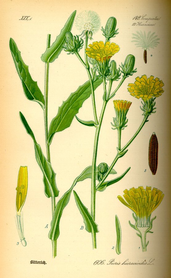 Echt bitterkruid (Picris hieracioides)
