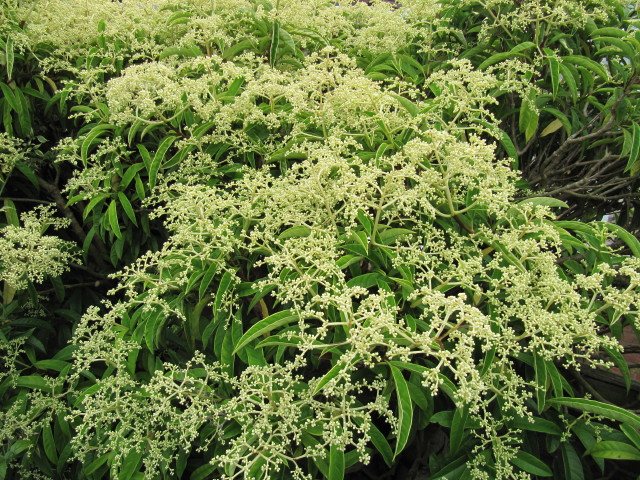 Pileostegia (Pileostegia viburnoides)