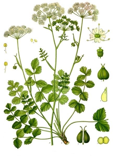 Kleine bevernel (Pimpinella saxifraga)