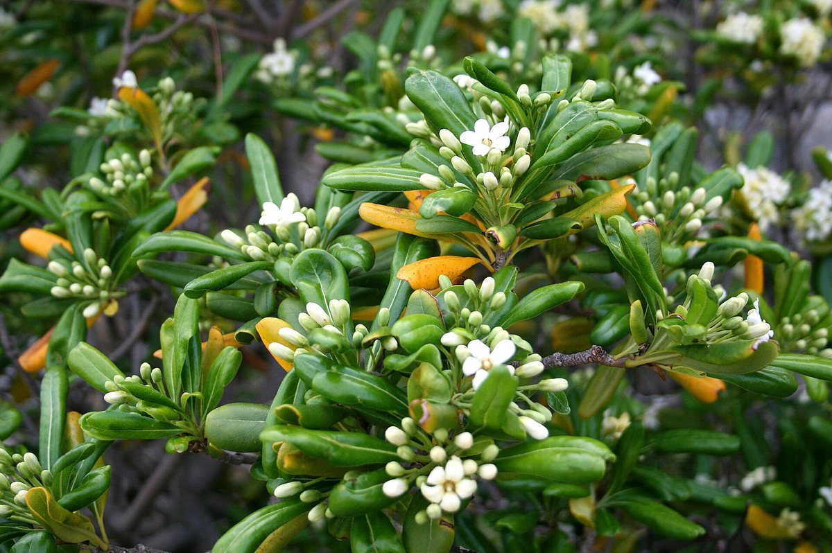 Kleefzaad / Australische laurier (Pittosporum tobira)
