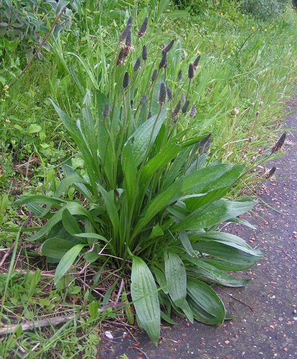 Smalle weegbree (Plantago lanceolata)