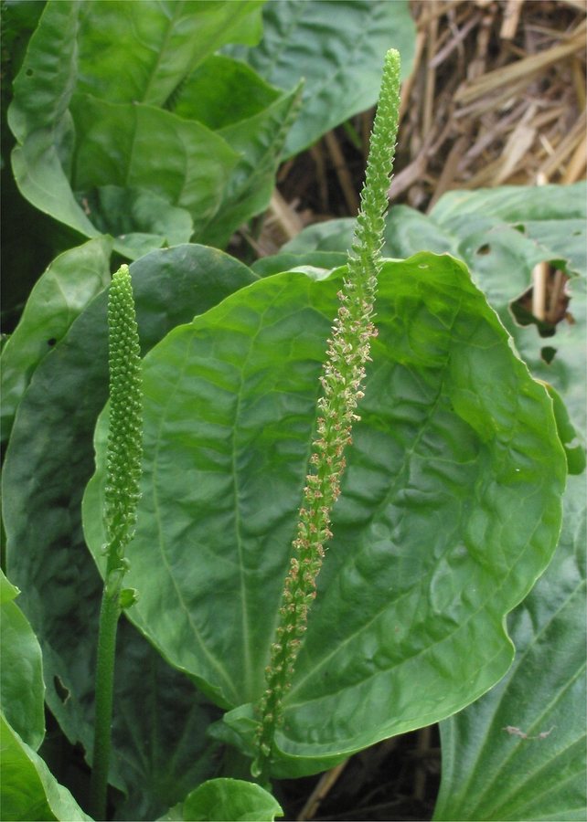 Grote weegbree (Plantago major)
