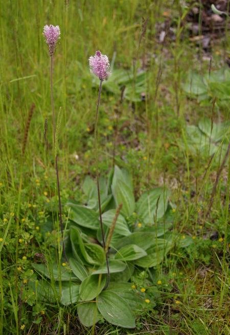 Ruige weegbree (Plantago media)