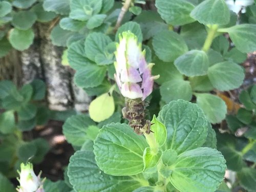 Plectrantus (Plectranthus ornatus)