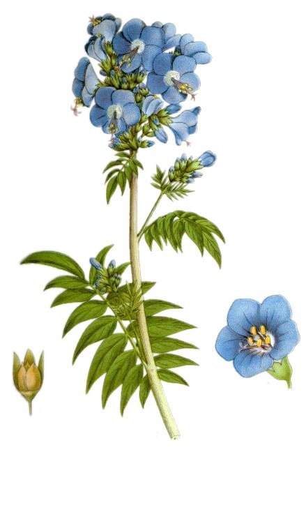 Jacobsladder (Polemonium caeruleum)