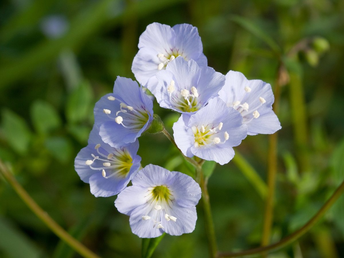 Kruipende jabobsladder (Polemonium reptans)