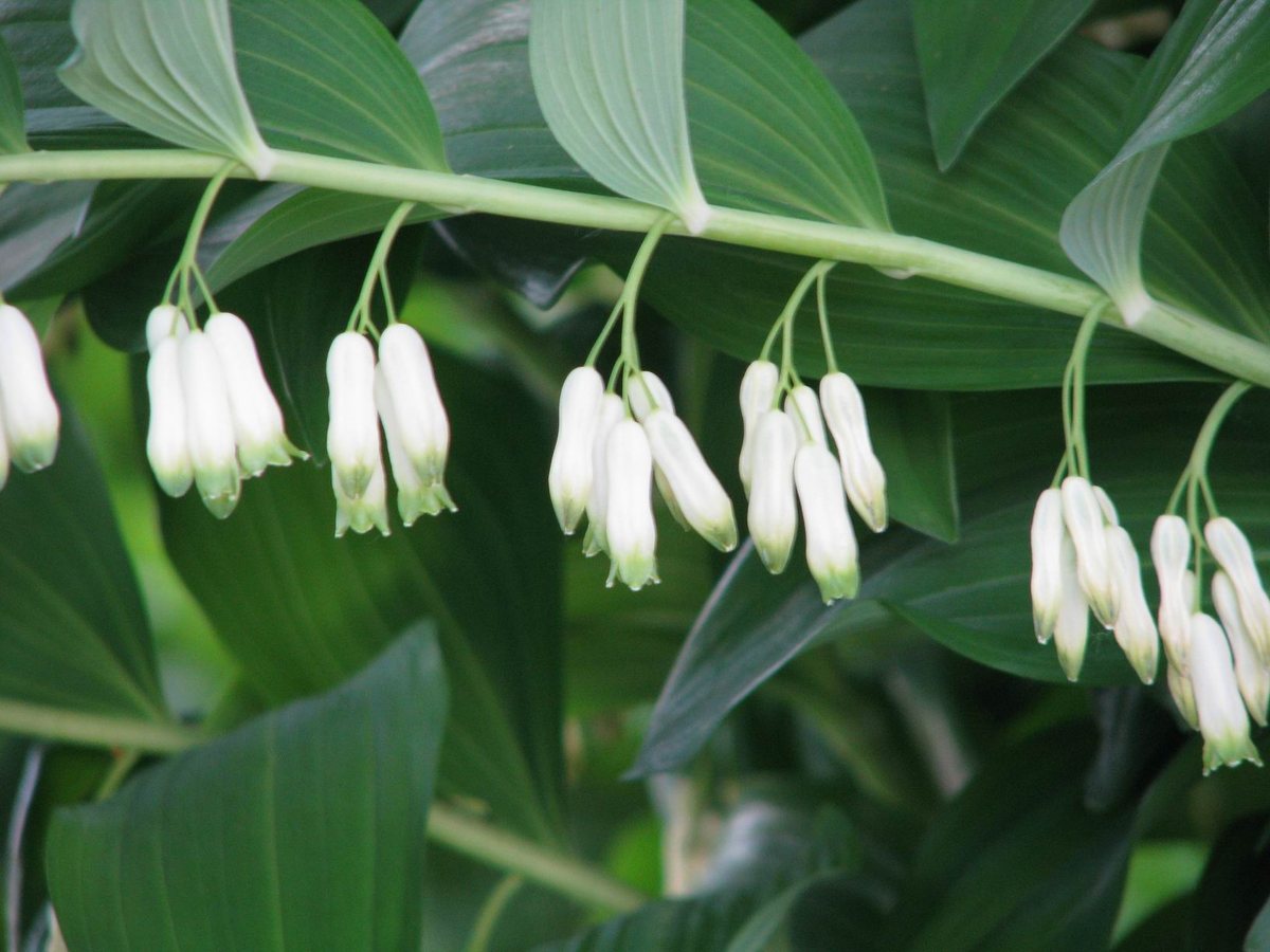 Gewone salomonszegel / Veelbloemige salomonszegel (Polygonatum multiflorum)