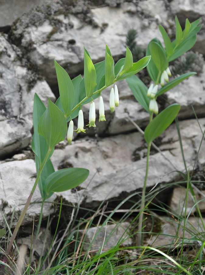 Welriekende salomonszegel (Polygonatum odoratum)