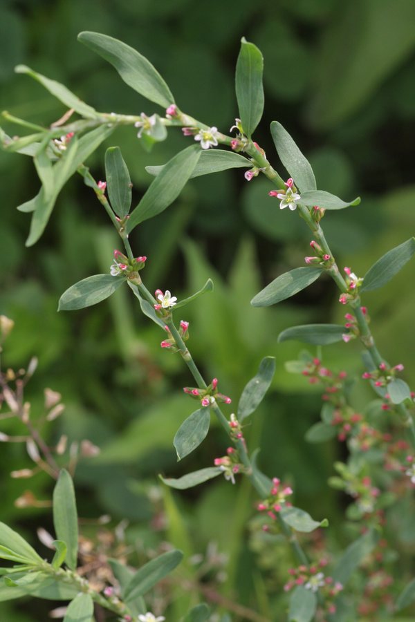 Gewoon varkensgras (Polygonum aviculare)