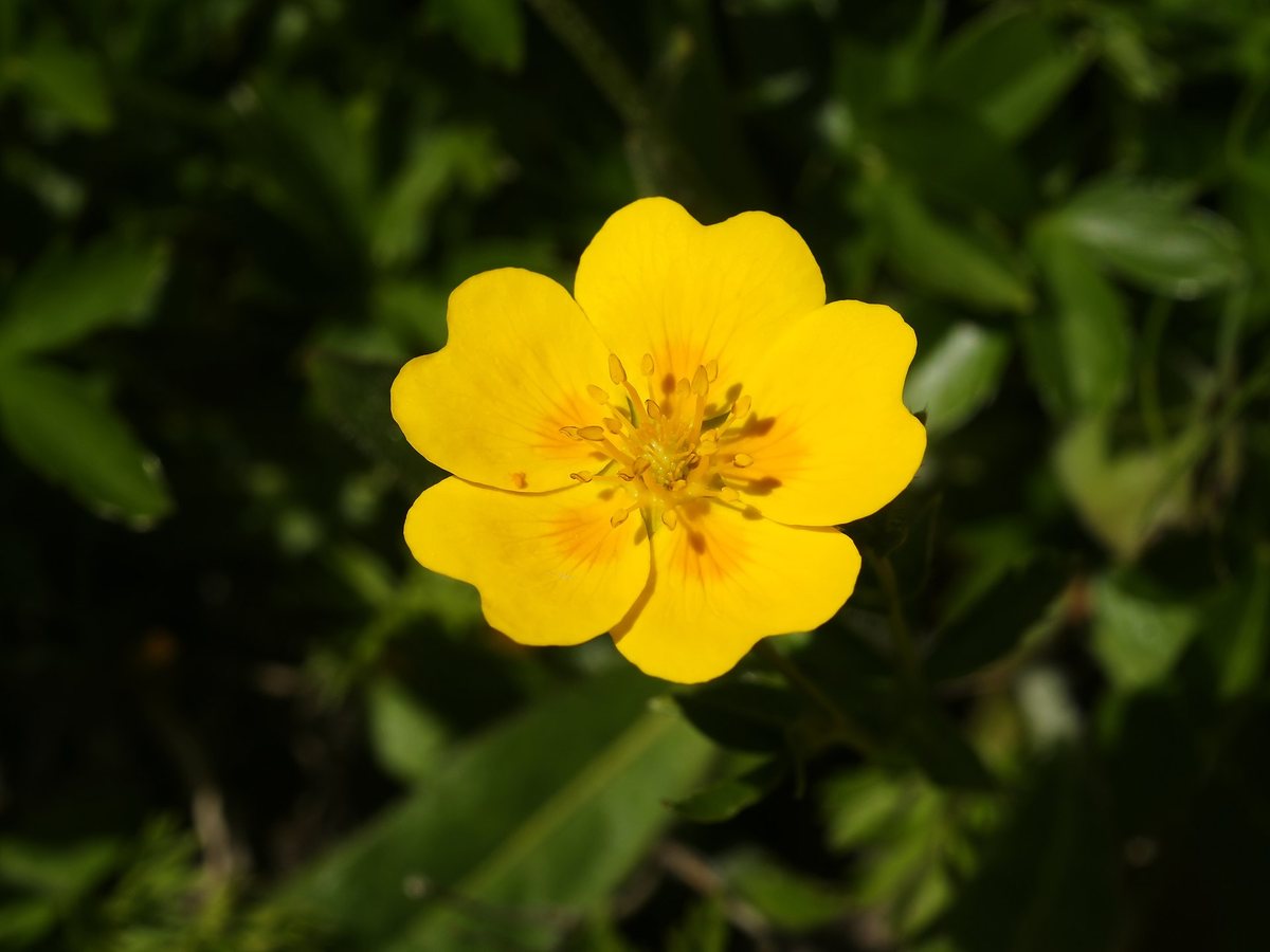 Goudgele ganzerik (Potentilla aurea)