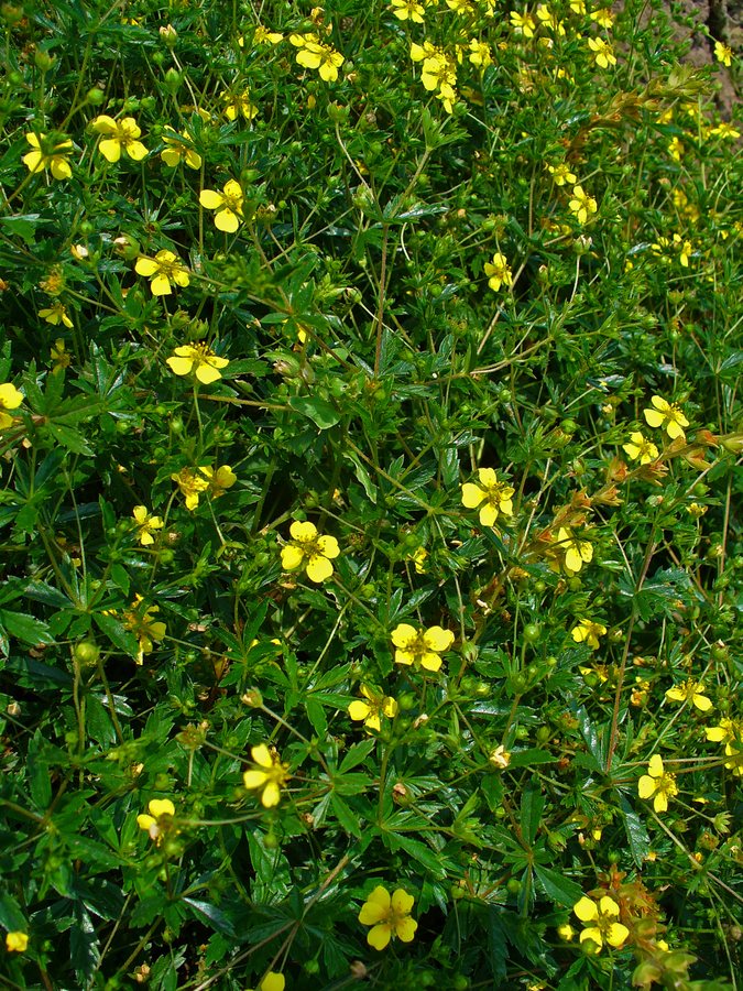 Tormentil (Potentilla erecta / Potentilla tormentilla / Tormentilla erecta)