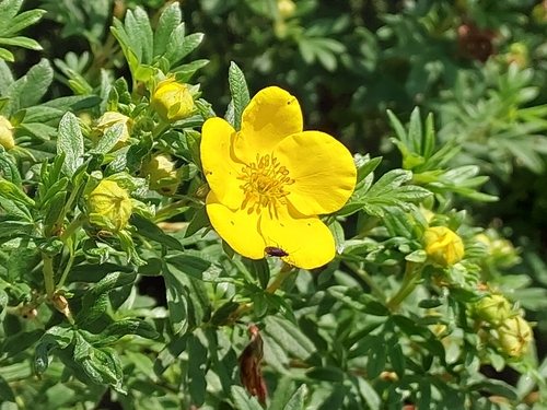 Heester ganzerik / Struik ganzerik (Potentilla fruticosa)