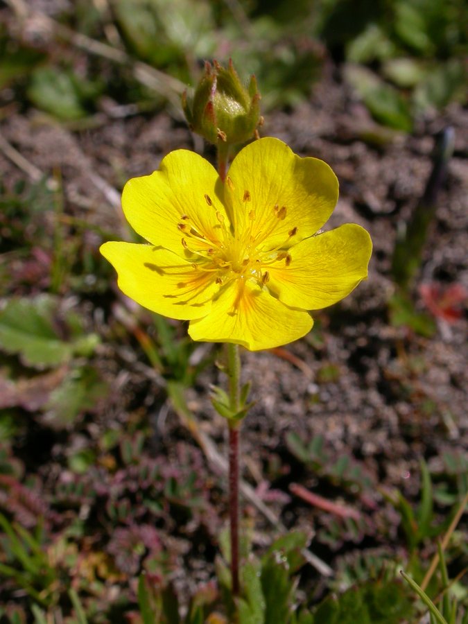 Grootbloemige ganzerik (Potentilla grandiflora)