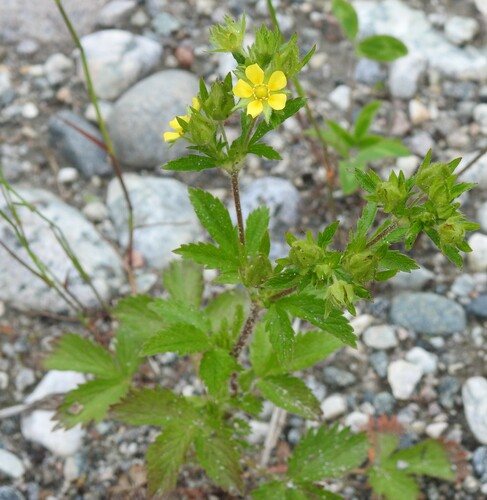 Noorse ganzerik (Potentilla norvegica)