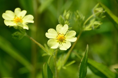 Rechte ganzerik / Zwavelvijfblad (Potentilla recta)