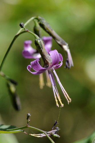 Hazensla (Prenanthes purpurea)