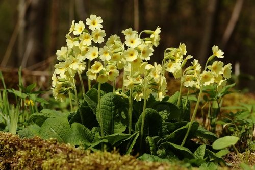 Slanke sleutelbloem (Primula elatior)