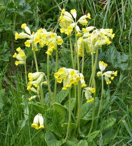 Gulden sleutelbloem (Primula veris)