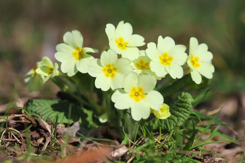 Stengelloze sleutelbloem (Primula vulgaris)
