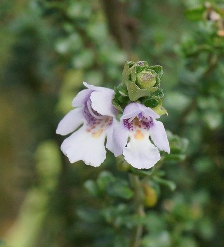 Muntstruik (prostanthera cuneata)