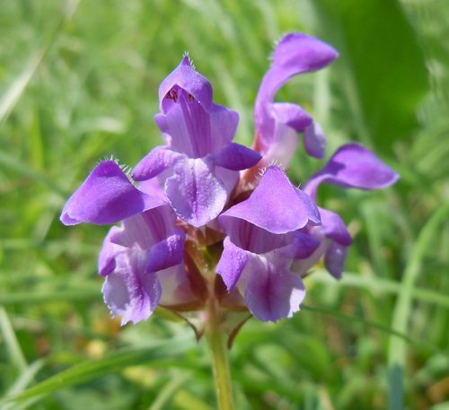 Grote brunel (Prunella grandiflora)