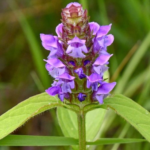 Gewone brunel (Prunella vulgaris)