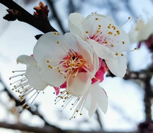 Abrikoos (Prunus armeniaca)