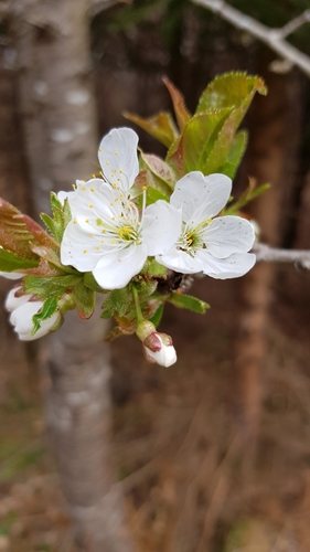 Zoete kers (Prunus avium)