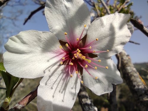 Amandel (Prunus dulcis)