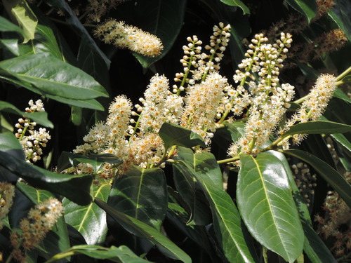 Laurierkers (Prunus laurocerasus)