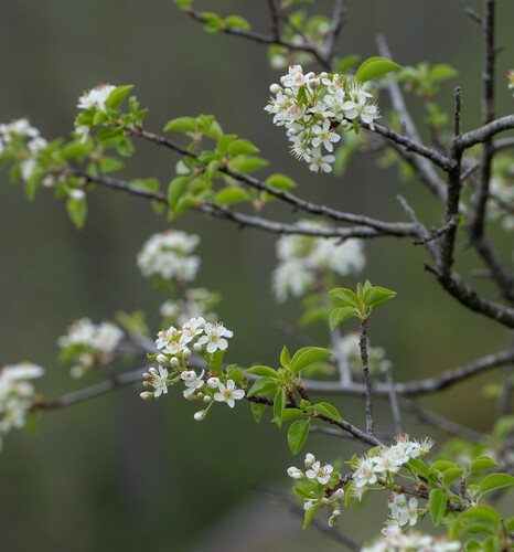 Weichselboom / Weichselkers (Prunus mahaleb)
