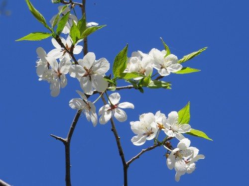 Wilde pruim / Zwarte pruim (Prunus nigra)
