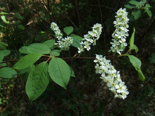 Vogelkers (Prunus padus)