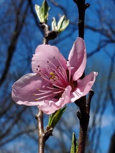 Perzik (Prunus persica)