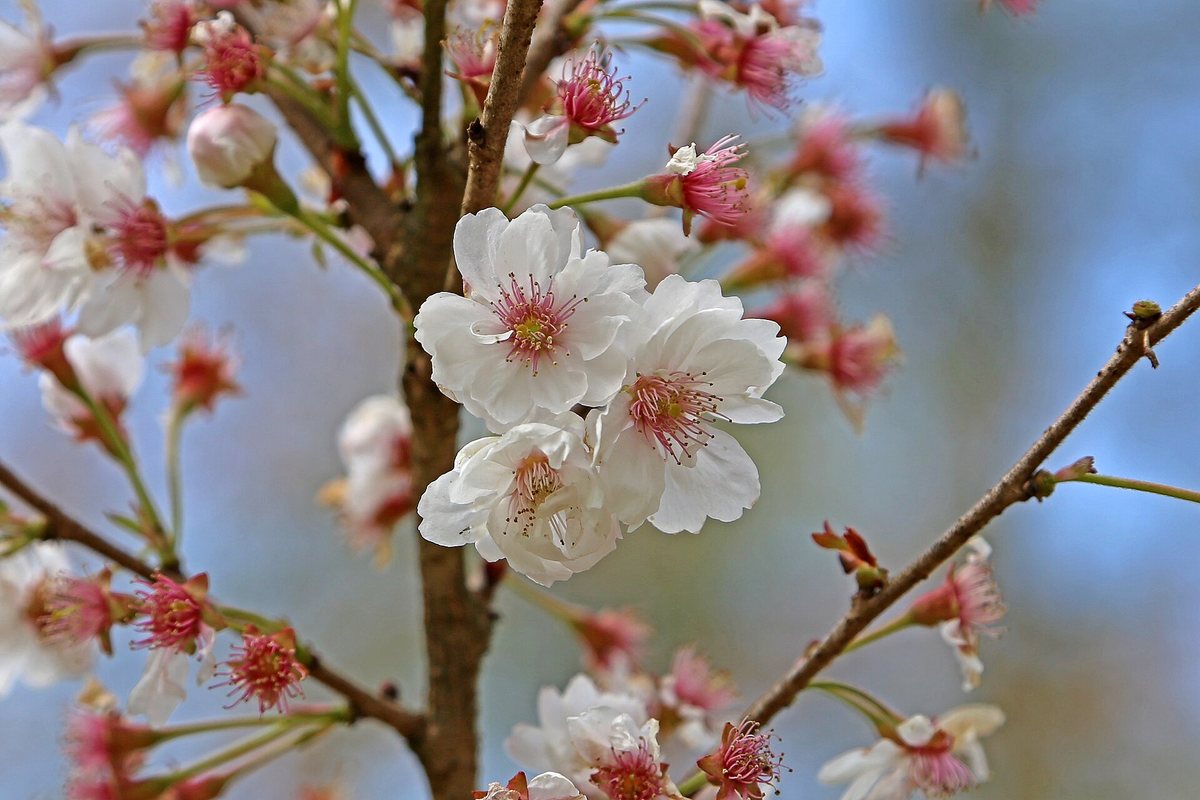 Voorjaarskers (Prunus subhirtella)