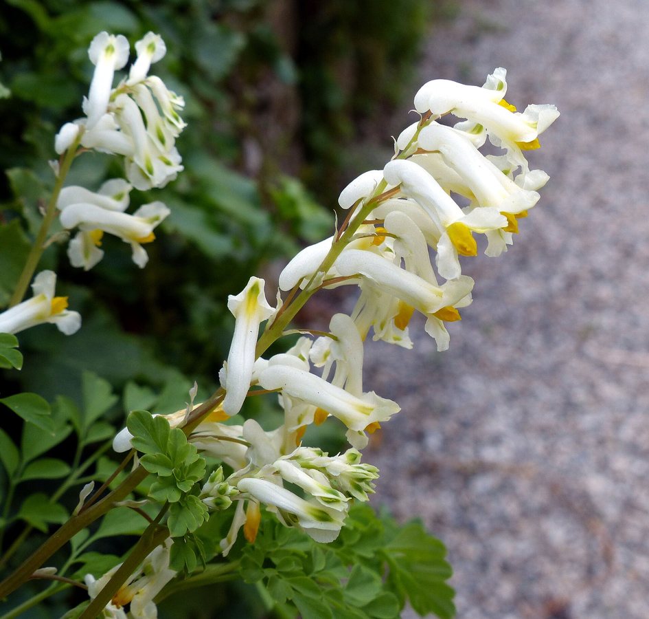 Geelwitte helmbloem (Pseudofumaria alba / Corydalis alba)