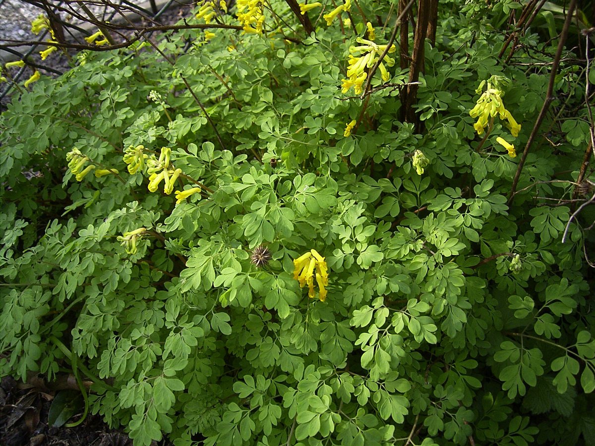 Gele helmbloem (Pseudofumaria lutea / Corydalis lutea)